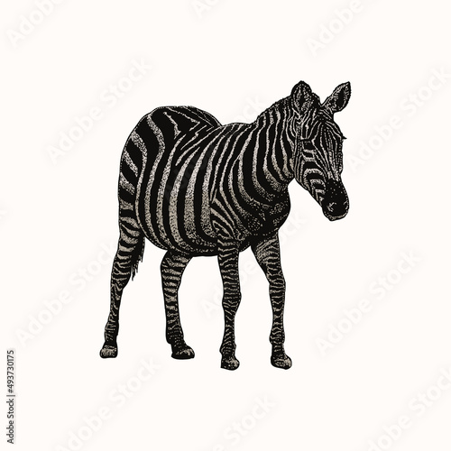 colored zebra. object isolated on background. easy editable.