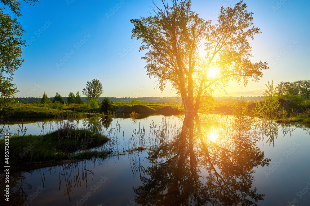 Spring dawn in meadows with big trees and water after rain. Spring dawn in meadows with big trees and water after rain.