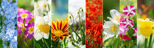 collage with colorful flowers