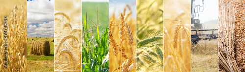 Fotografi collage with crop in fields