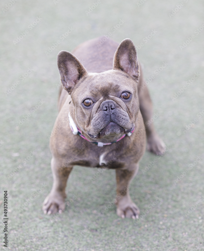 3-Year-Old Reverse Brindle Frenchie Female Standing and Looking at Camera. Off-leash dog park in Northern California.