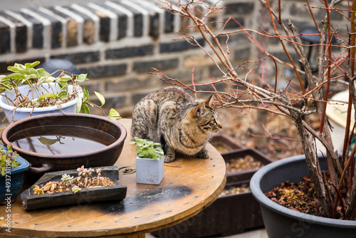 cute stray cat entered the garden