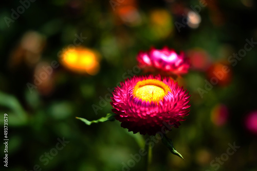 Closed up pink Blooming Helichrysum bracteatum Willdflowers or Straw flower, Everlasting flowers in natural sunlight photo
