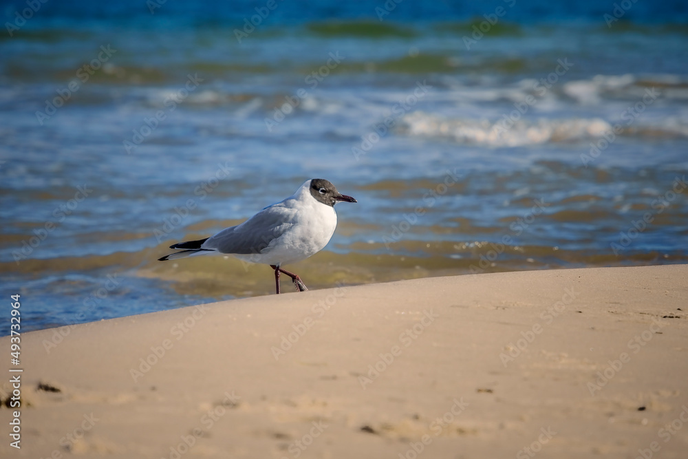 Ostseebad Kühlungsborn, Deutschland, Mecklenburg-Vorpommern Ostseebad Kühlungsborn, Deutschland, Mecklenburg-Vorpommern