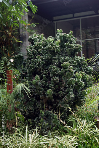 Euphorbia lactea cristata tree, Euphorbia crested, mother tree, desert plant thrives in backyard garden photo