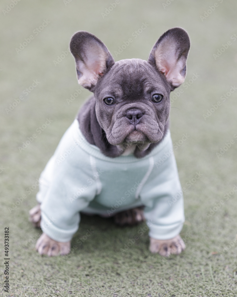 9-Weeks-Old Blue Frenchie Female Dressed Up. Off-leash dog park in Northern California.
