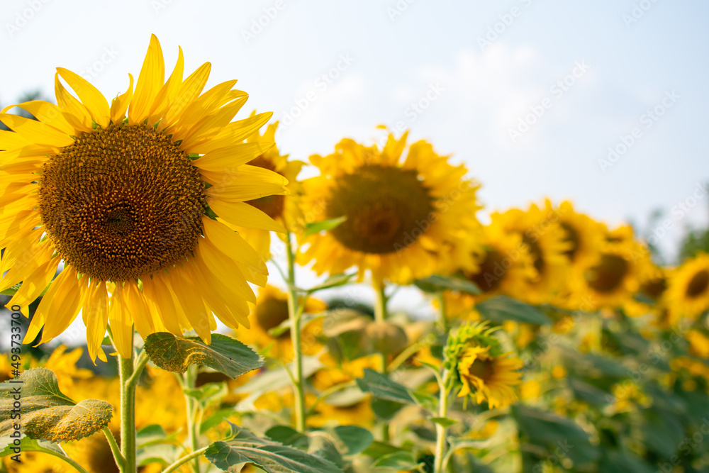 Sunflower field in the bright sky