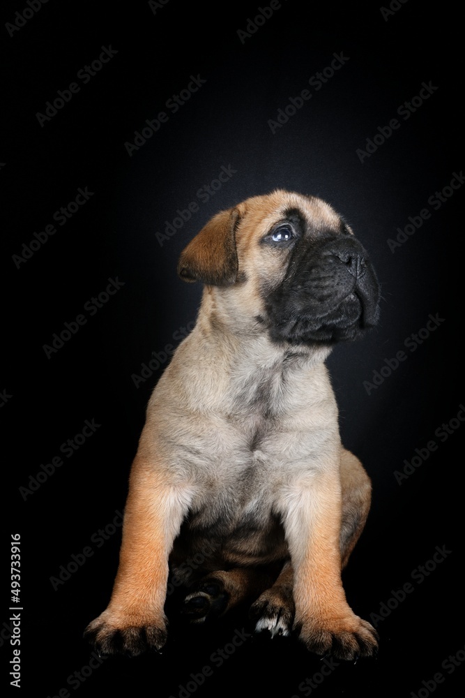 bullmastiff puppy isolated on black background 