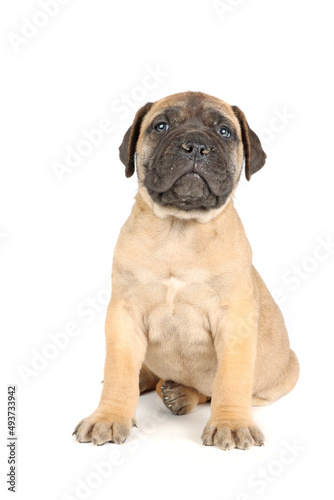 bullmastiff puppy isolated on white background 