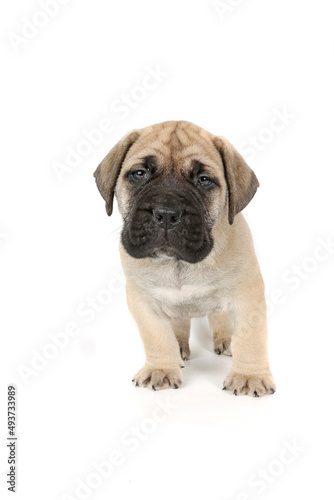 bullmastiff puppy isolated on white background 