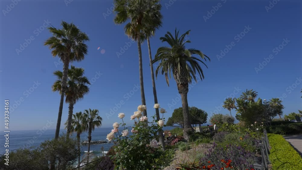 a cluster of full white roses in a landscaping bed Laguna beach california a cluster of full white roses in a landscaping bed Laguna beach california