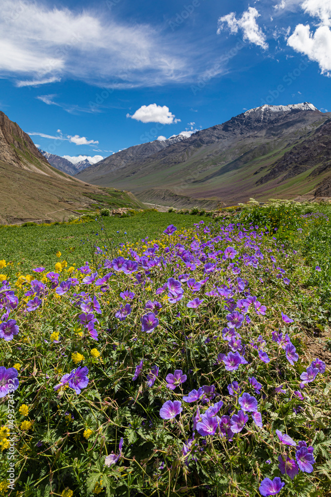 Purple flowers and mountains at Mud Village, Spiti Valley, Himachal Pradesh, India Purple flowers and mountains at Mud Village, Spiti Valley, Himachal Pradesh, India