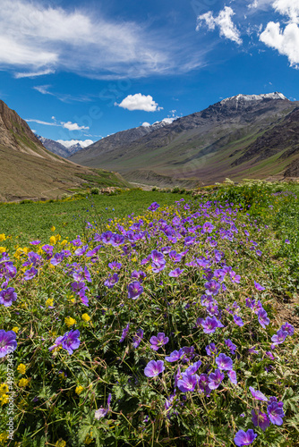Purple flowers and mountains at Mud Village, Spiti Valley, Himachal Pradesh, India
