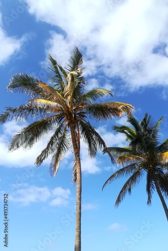 Plam trees view from below on vacation beach walk.