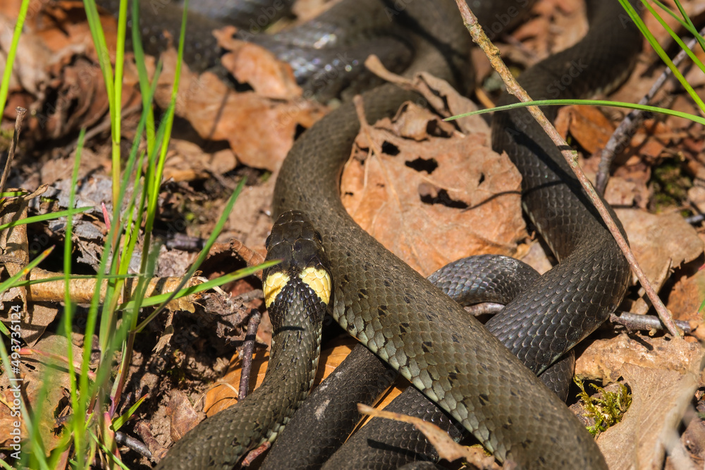 Obraz premium Grass snakes sunbathing at springtime