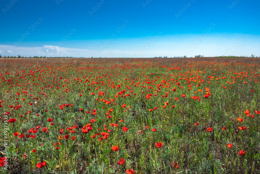 Beautiful red poppies field in spring time. Blooming poppy flowers field in Kazakhstan steppe. Travel, tourism in Kazakhstan concept.
