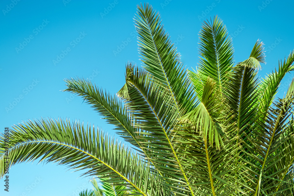 Close-up of palm leaves against a blue sky. Recreation,vacation, vacation travel summer. Close-up of palm leaves against a blue sky. Recreation,vacation, vacation travel summer.