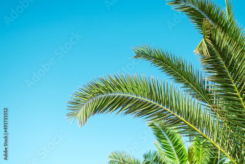 Close-up of palm leaves against a blue sky. Recreation,vacation, vacation travel summer.