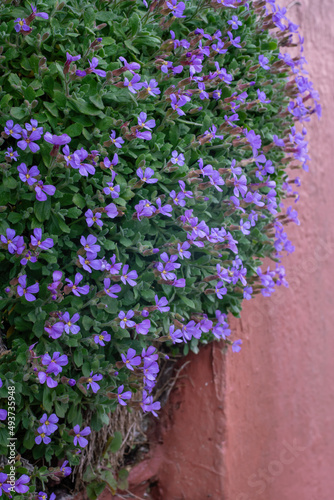 Aubretia flower blossoms in spring