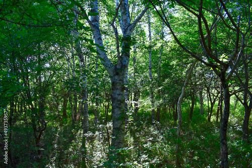森の中の木々に太陽の光