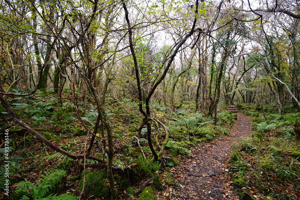 quiet autumn forest with bare trees and fallen leaves quiet autumn forest with bare trees and fallen leaves