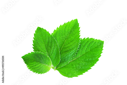 Mint leaves isolated on white background. Juicy mint isolated on white background. Saved work path