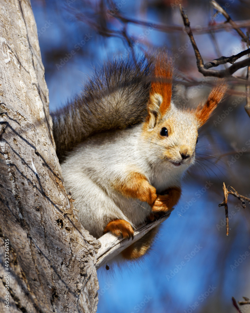 Squirrel sits on a branch in early spring, illuminated by the sun, close-up Squirrel sits on a branch in early spring, illuminated by the sun, close-up