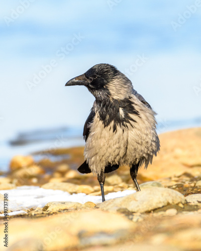 a large wet crow sits on the riverbank, against the background of blue water, close-up © Владимир Зубков