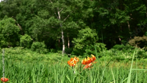 夏の湿原に咲くオニユリ