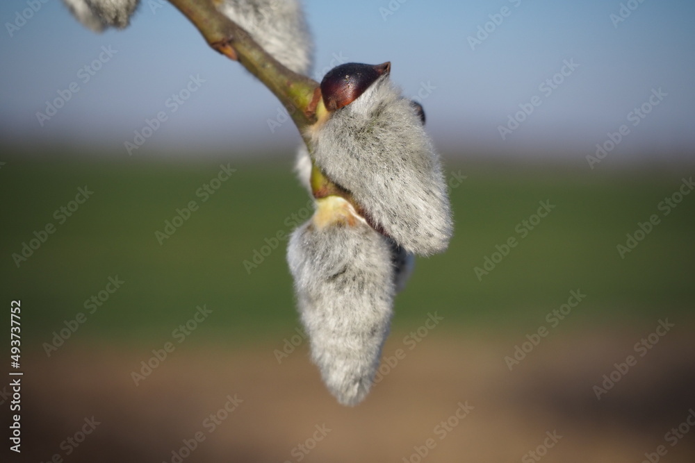 jary, charakter, roślin, kwiat, drzew, galąz, wierzba, kubki, kwiat, gałązka, flora, pora roku, makro, feuille, biała, jardin, kwiat, bliska, nowe, bory, roślin, wiosna, bazie, Wielkanoc, Kudelki , jary, charakter, roślin, kwiat, drzew, galąz, wierzba, kubki, kwiat, gałązka, flora, pora roku, makro, feuille, biała, jardin, kwiat, bliska, nowe, bory, roślin, wiosna, bazie, Wielkanoc, Kudelki ,