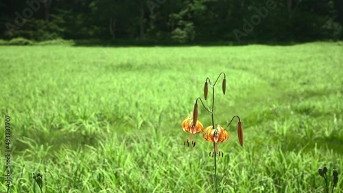 夏の湿原に咲くオニユリ