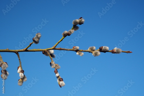 jary, charakter, roślin, kwiat, drzew, galąz, wierzba, kubki, kwiat, gałązka, flora, pora roku,  makro, feuille, biała, jardin,  kwiat, bliska, nowe, bory, roślin, wiosna, bazie, Wielkanoc, Kudelki , 