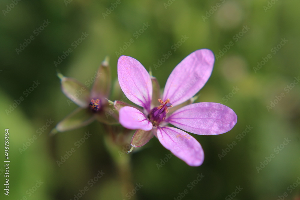 Fototapeta premium fond d'écran, détails, finesse, délicat, pétales, violet, texture, matière, doux, fleur, nature, printemps, rose, jardin, plante, été, fleures, beauté, fleurir, macro, flore, mauve, beau, botanique
