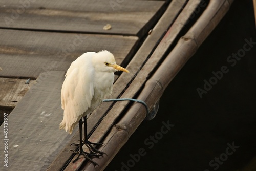 little egret