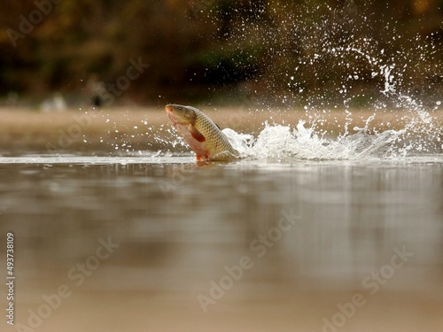 A carp fish jumps over the water, original captured photo