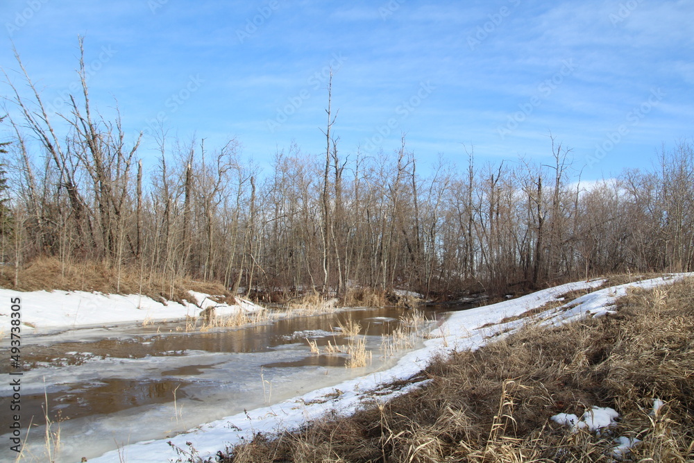 Spring On The Creek, Pylypow Wetlands, Edmonton, Alberta Spring On The Creek, Pylypow Wetlands, Edmonton, Alberta