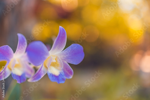 Closeup of beautiful floral natural background  artistic nature macro. Spring summer background  blurred bokeh foliage  colorful nature view. Exotic blooming flowers  tropical nature. Perfect petals