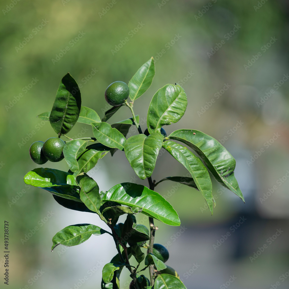 Lemon tree under the sun light, with green lemons on the tree, in the backyard. Vertical format.