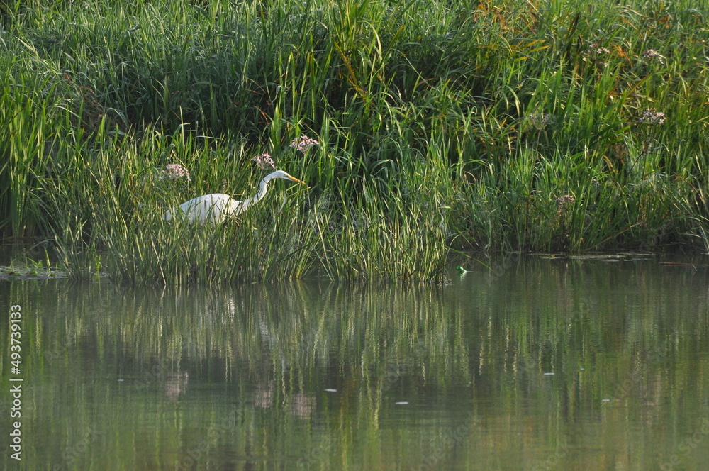 Great egret hunting fish at dawn on the river bank. Survival in the wild. Clever and agile hunter. Great egret hunting fish at dawn on the river bank. Survival in the wild. Clever and agile hunter.