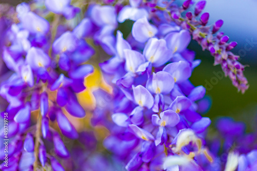purple panicle tree is locally plant of japan, wisteria grown in İstanbul