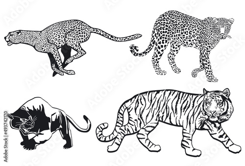 Tiger Leopard Panter Gepard, isolated on white background. illustration
