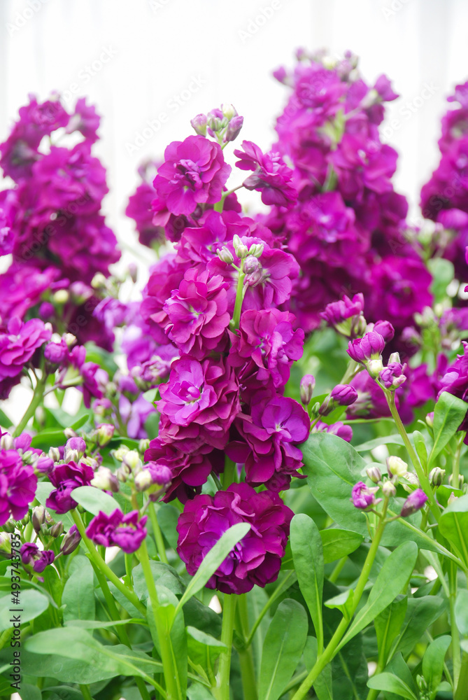 Matthiola incana flower, stock flowers, cut flowers in the nursery, full bloom Matthiola incana flower, stock flowers, cut flowers in the nursery, full bloom