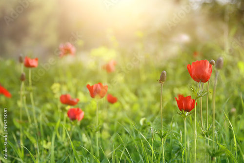 photo of red poppy in the green field at sun light