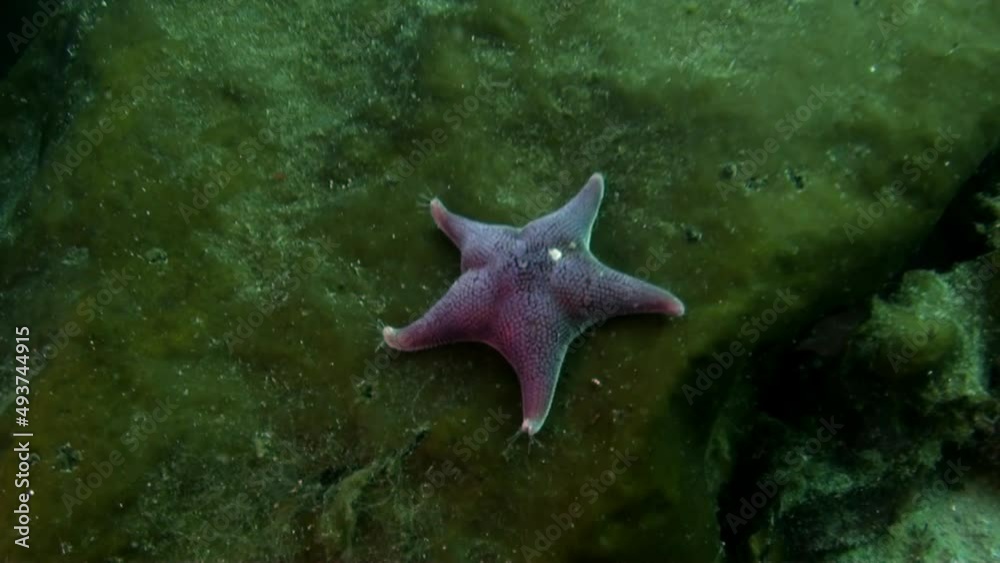 Underwater shot of teaming in Antarctica and floating around starfish star fish. Amazing, beautiful marine life world of sea creatures. Scuba diving and tourism. Underwater shot of teaming in Antarctica and floating around starfish star fish. Amazing, beautiful marine life world of sea creatures. Scuba diving and tourism.