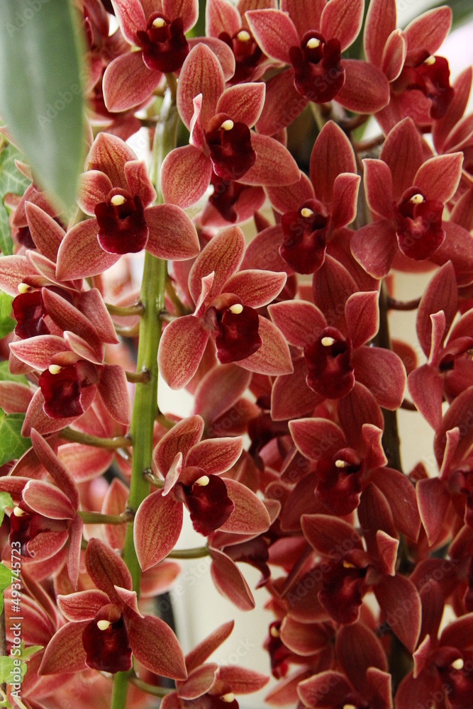 Obraz premium ドロシー・ストックスティル フォアゴットン・フルーツ