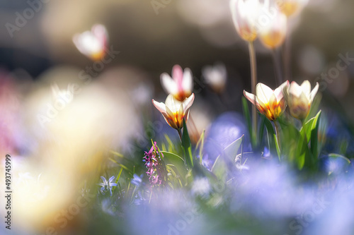 Damen-Tulpen (Tulipa clusiana) auf einer Frühlingswiese