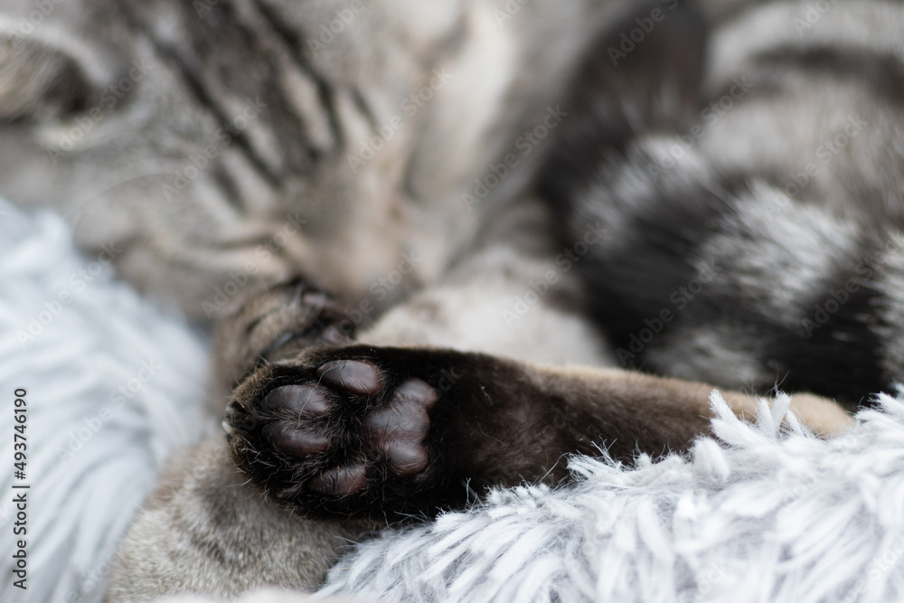 Obraz premium 眠る猫 サバトラ猫