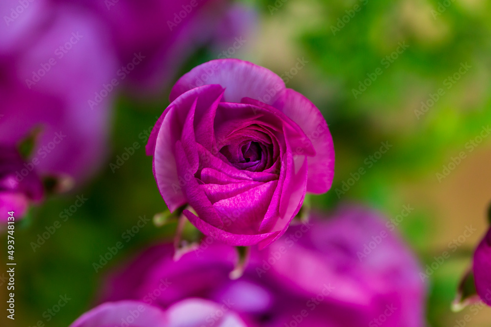 Purple roses, spring flowers against a blurred background. Spring blooming tree with green leaves Purple roses, spring flowers against a blurred background. Spring blooming tree with green leaves