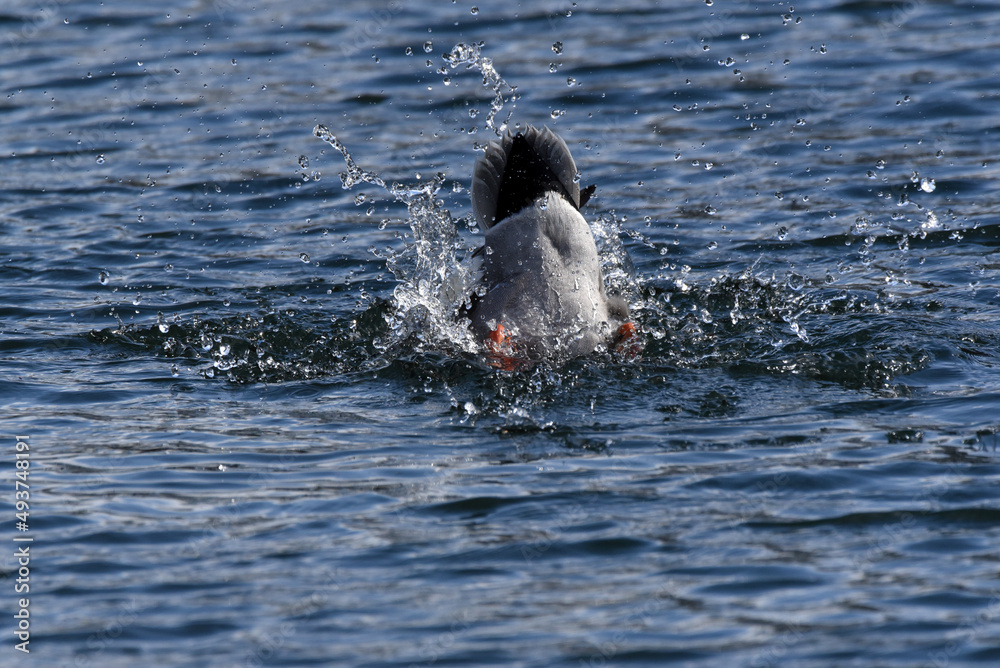 Obraz premium Enten am Wasser