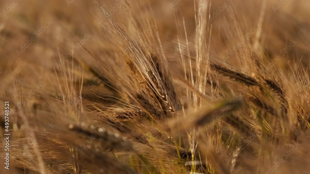 Golden spikelets of wheat field move slow motion from light breeze against the backdrop of bright orange sunset in summer. Wheat agricultural field panorama. Nature. Lens flares. Ukraine
Golden spikelets of wheat field move slow motion from light breeze against the backdrop of bright orange sunset in summer. Wheat agricultural field panorama. Nature. Lens flares. Ukraine